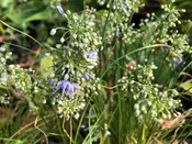Allium cyaneum H2MD 023