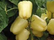 Blancina Pepper (Treated Seed)