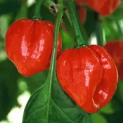 Aji Dulce #2 Pepper