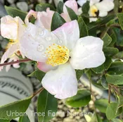 Camellia lutchuensis ‘Fairy Blush’
