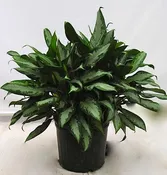 10" Aglaonema Jubilee