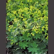 Alchemilla sericata ‘Gold Strike’