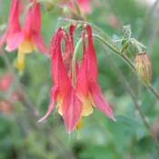 Columbine (Aquilegia canadensis)