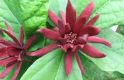 Sweet Shrub