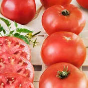 Big Boy Tomato (2 Pack)