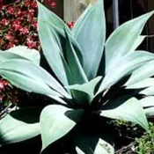 Agave attenuata ‘Boutin Blue’