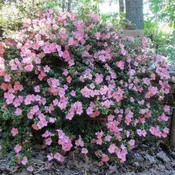 Azalea Gumpo Pink