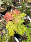 Acer palmatum 'Anne Irene' Rare Yellow Japanese Maple