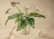 Calla Lilies