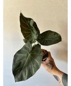 4" ALOCASIA 'REGAL SHIELD'