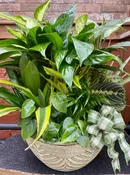 14" DISHGARDEN