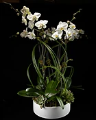 5 Stem White Phalaenopsis Orchid Plant