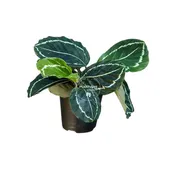 4" Calathea Green Lipstick Bulk 10 Pots – Indoor Plant (Case of 10 Pots)
