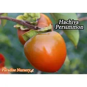 Hachiya Persimmon Tree (Diospyros)