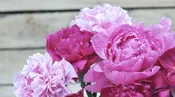 Peony Subscription 2023 — Shop Now