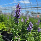 Agastache 'Black Adder' (Hummingbird Mint)