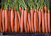 Adana Carrot (Treated Seed)