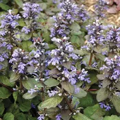 Ajuga