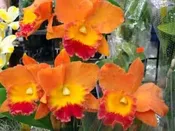 100 Assorted Plants in  2 1/2 inch pot