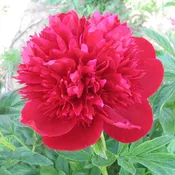 Red Charm Peony - For Fall Shipping