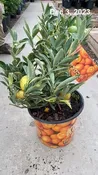 10″/3G Citrus Bush Kumquat Centennial VAR