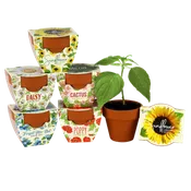 Daydream Mini Terracotta Grow Kit | Assorted 6-pack