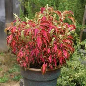 Premium Sun Coral Candy Coleus