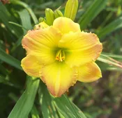 Cinnamon Circle — Hillsdale Lily Garden