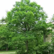 Gymnocladus dioica<br>Kentucky Coffee Tree