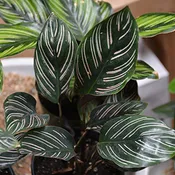 Calathea Pinstripe
