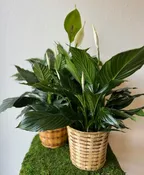 6" PEACE LILY