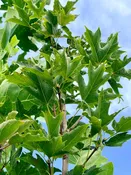 Acer saccharum 'Fall Fiesta' (Sugar Maple) Tree
