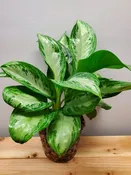 Aglaonema - Chinese Evergreen Plant
