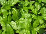 Basil, Sweet