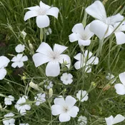 Agrostemma