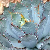 Agave guadalajarana
