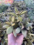 4″ Kalanchoe Chocolate Soldier