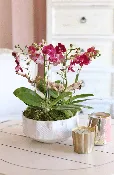 CALABASAS ENCHANTED ORCHID ELEGANCE