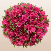Alstroemeria Hot Pink