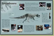 Acrocanthosaurus atokensis Skeleton – Skeleton Poster – Media Display