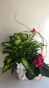 Blooming Plants