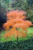 Acer palmatum 'Koto-no-ito' Harp String Japanese Maple