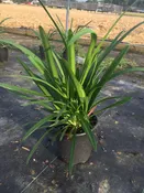 Blue Agapanthus