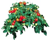 Tumbler Tomato Seeds