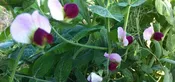 Austrian Winter Pea Seed
