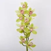 STEM GREEN CUT CYMBIDIUM ORCHID WITH 12-16 BLOOMS