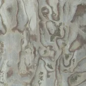 Abalone - WHF3179.WT.0