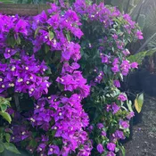 Bougainvillea - Colors May Vary