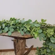 Eucalyptus & Pittosporum