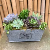 Vintage Farm Container - Succulent Garden